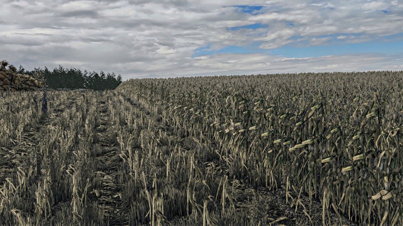 Corn Texture New Gen