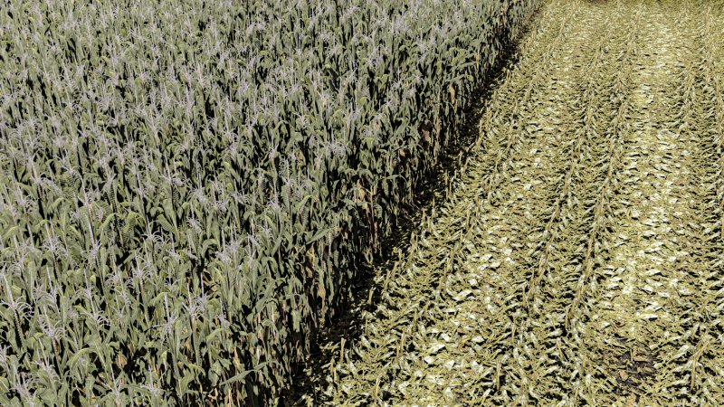 MAIZE - NORMAL - ROWCROP READY